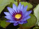 unknow artist Realistic Violet Water Lily